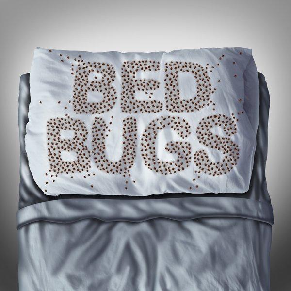 Bed bug on pillow and in bed