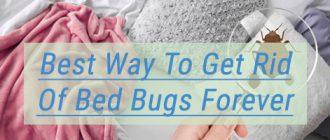 Best Way To Get Rid Of Bed Bugs Forever