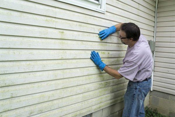 Mold on siding