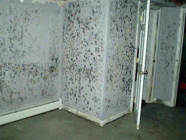 Mold on Wall