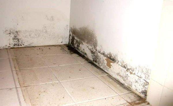 Mold on Walls